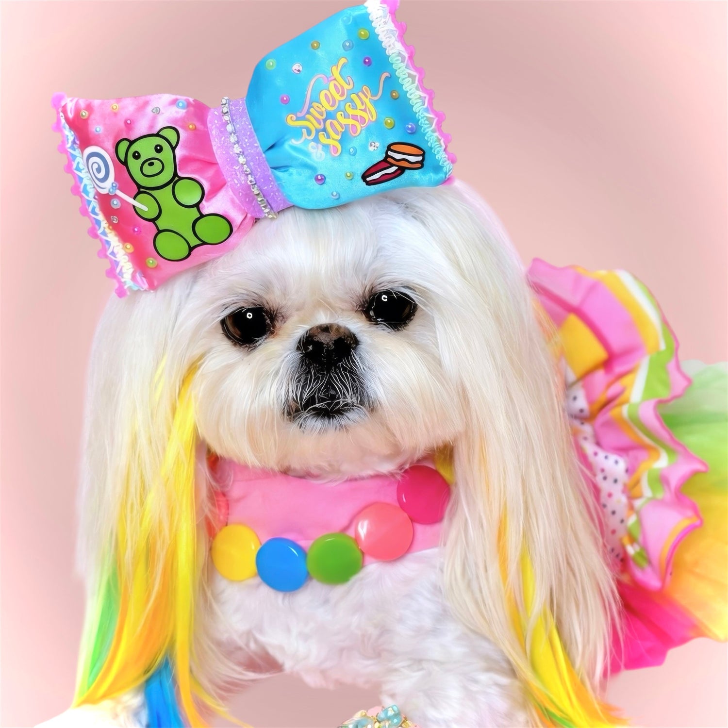 House of Pawshion